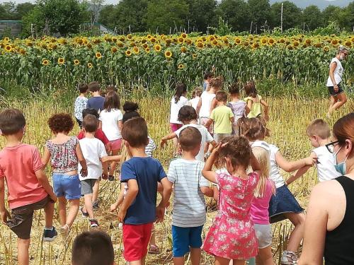 Alla scoperta dei girasoli!