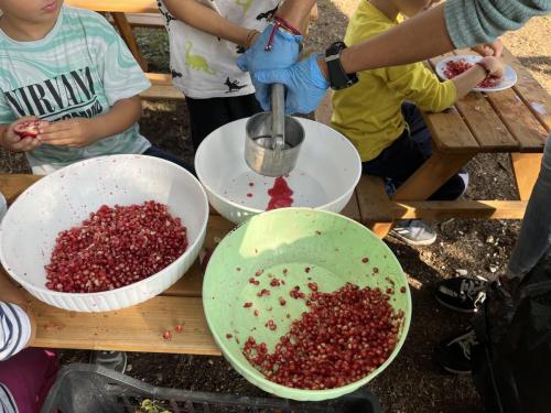 Succo di melograno: Che bontà!